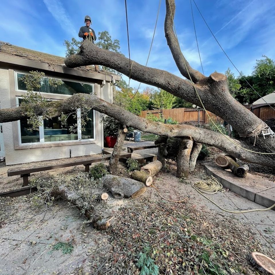 Fair Oaks Arborist team cutting and clearing large fallen tree in residential yard