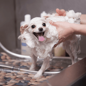 pet bathing spring valley