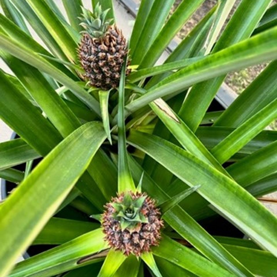 Cissy webb pinapple