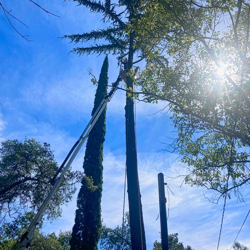 Auburn tree removal free estimates