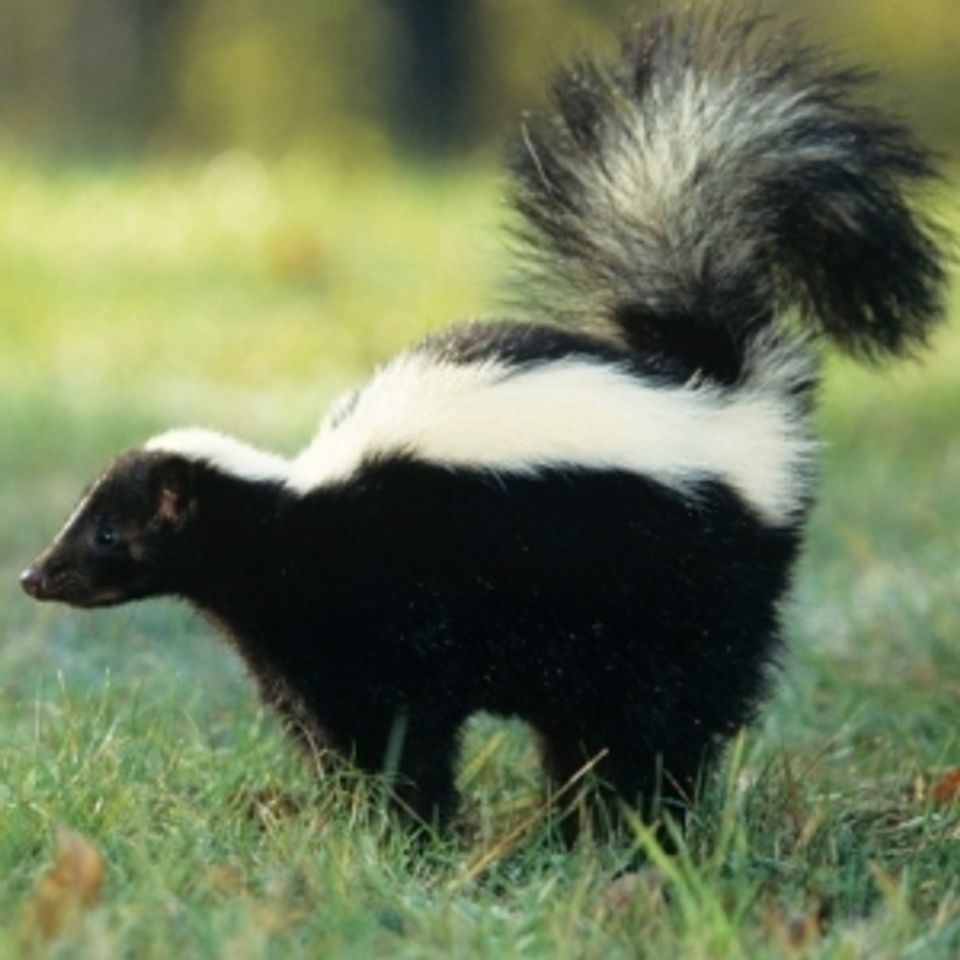 Skunk removal   johnson wildlife   tulsa  oklahoma20170210 18008 6ccdkz