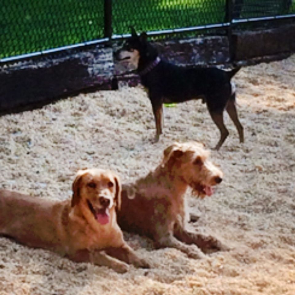 Friendships   scout watching over his girls  addie   ida