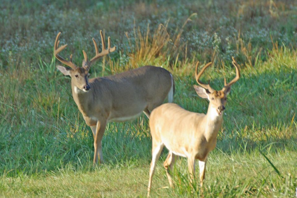 Velvet bucks