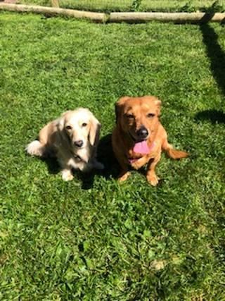 Whitedog and browndog