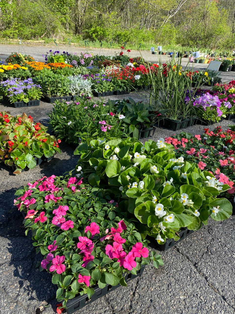 Plant sale annuals