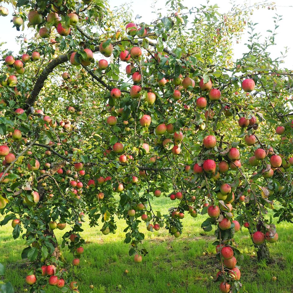 Apples g1314ecd44 1920