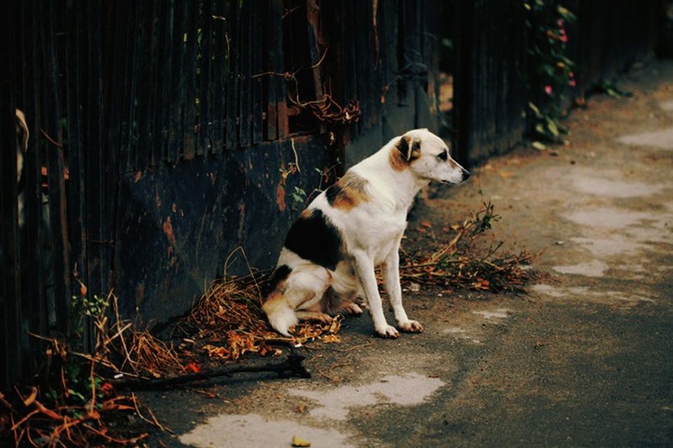 Sponsor a pet