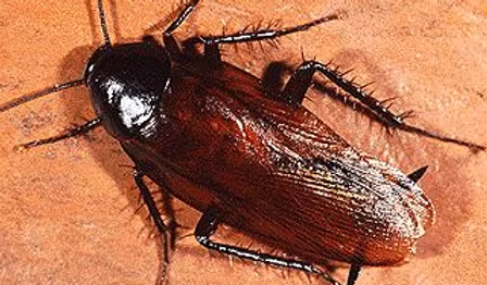 Cockroach4 smoky brown