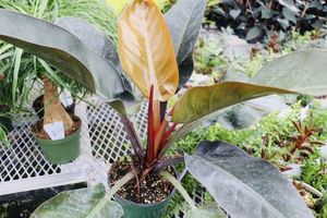 Imperialredphilodendron