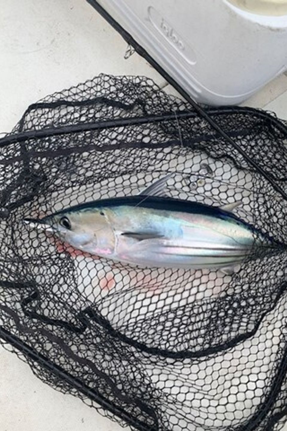 Tuna