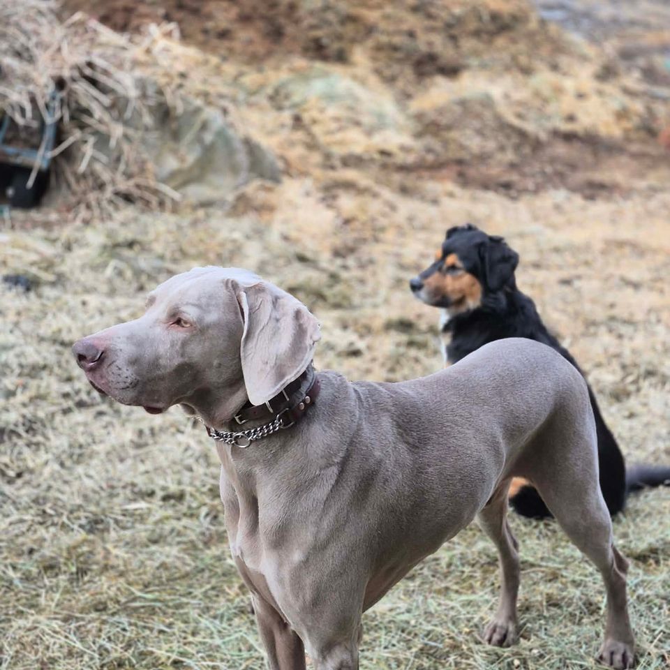 Messenger creation fcf4a3ba 5d16 4104 bff4 c8cea4b65b63