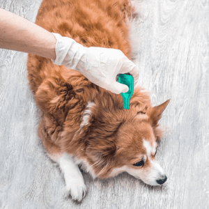 pet flea treatment near me