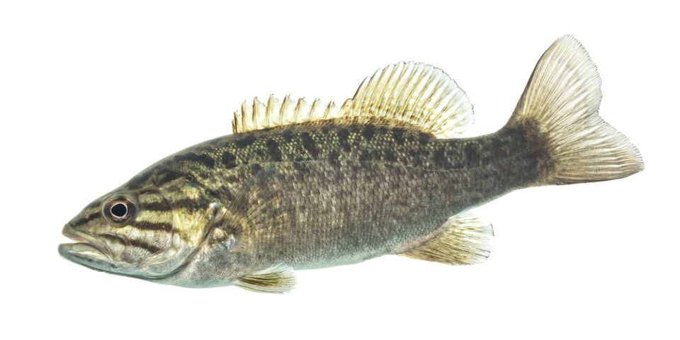 Smallmouth bass sam stukel 2020 3