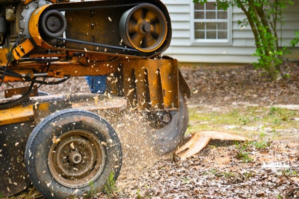 Stump grinding 1