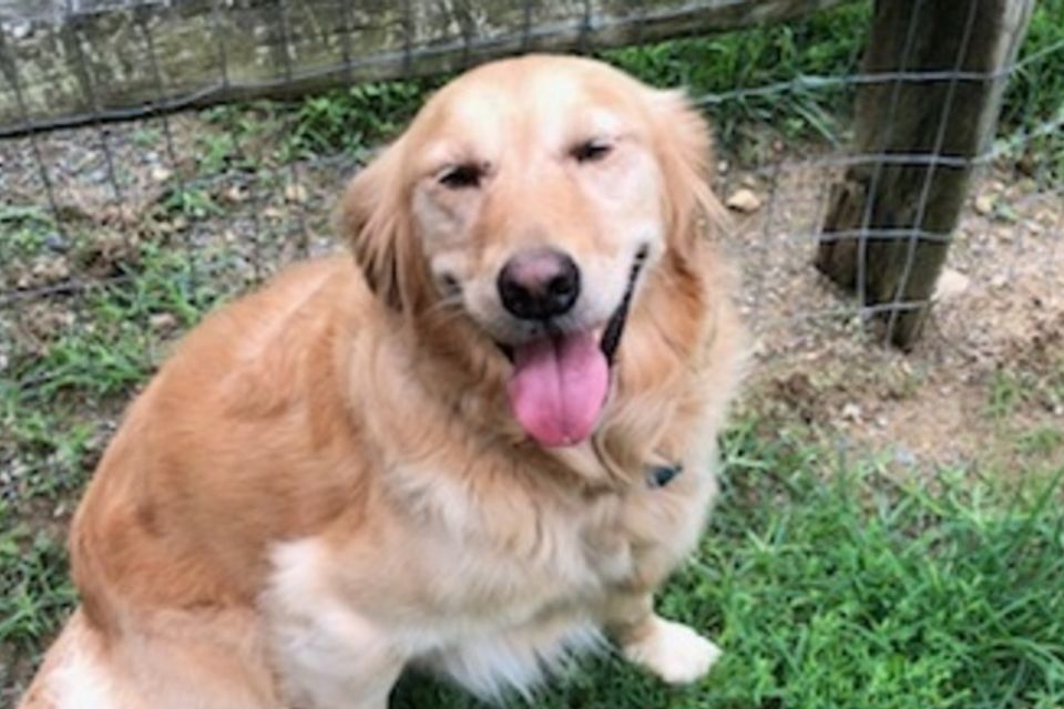 Goldenretreiver