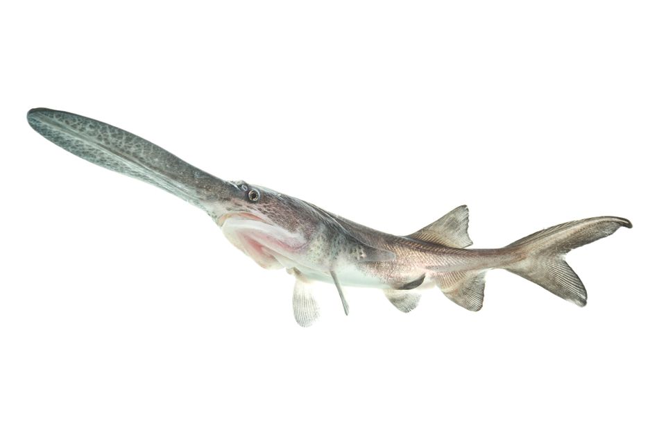 Paddlefish sam stukel 5a (1 of 1)