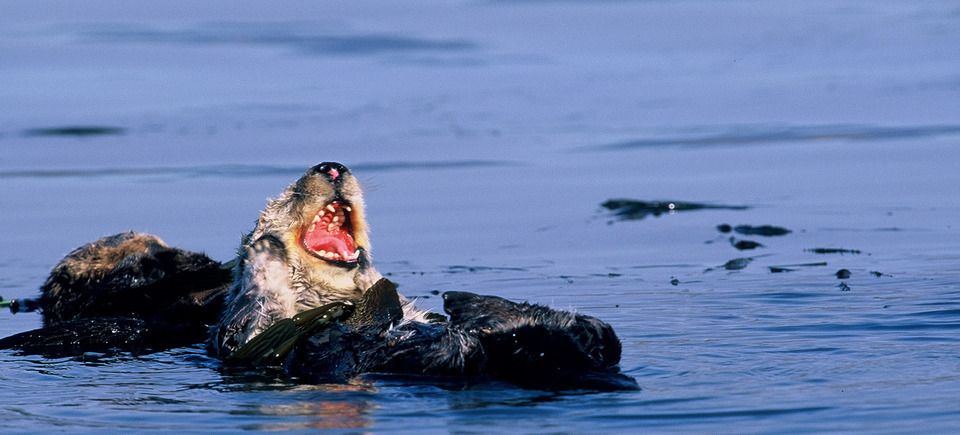 Wildlifeslideshow120121203 1864 13gkb02 0