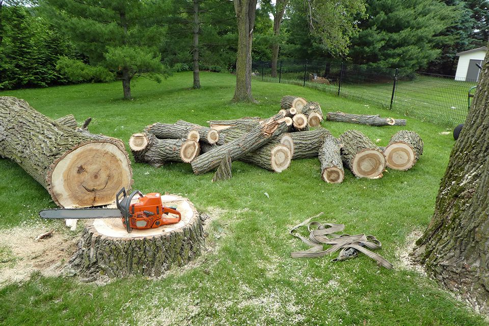 What to expect during a tree removal service   dallas tx