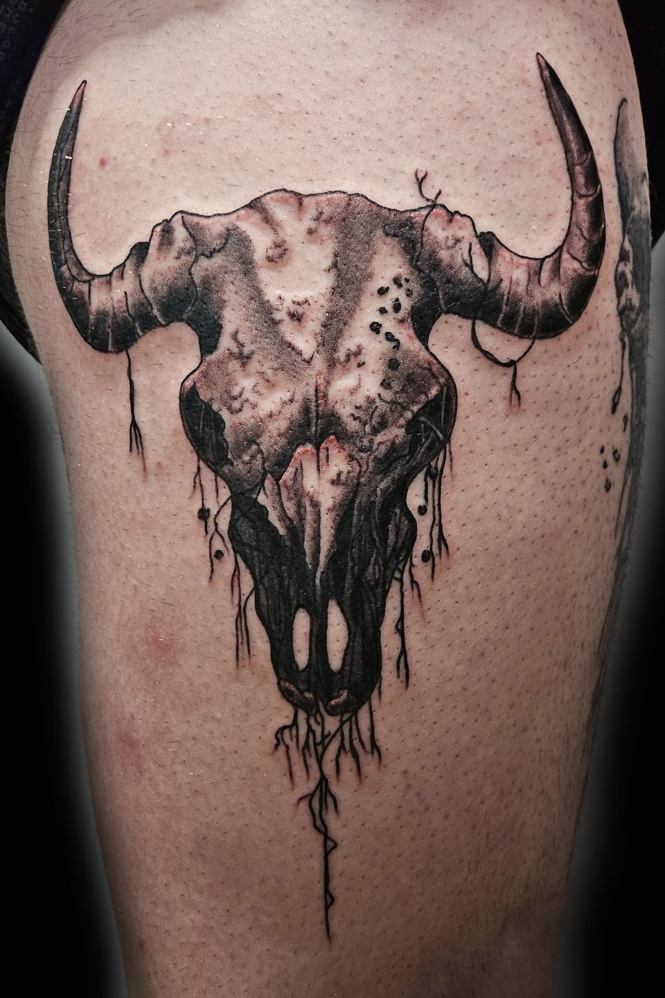 Spence cow skull
