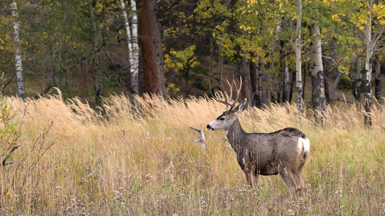 Mule deer