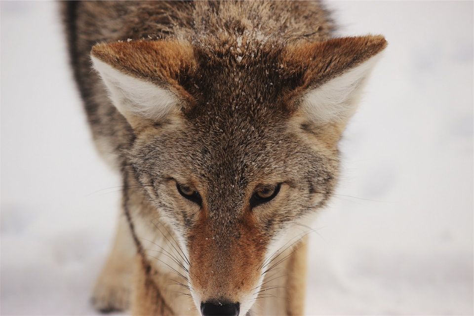 Coyote gb842a6bcb 1920