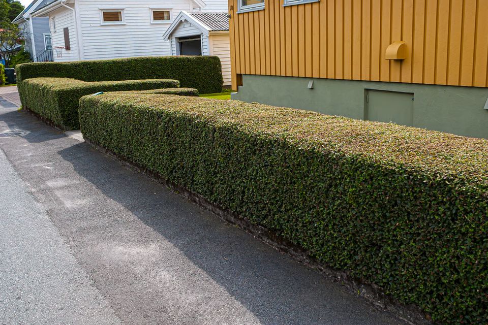 Grass enforcers hedge and schurb