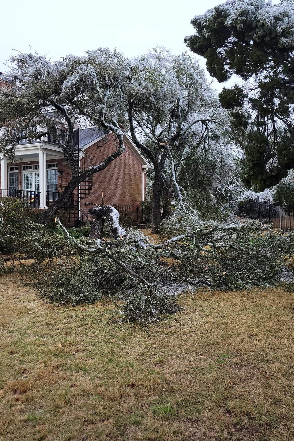 Storm cleanup in Texas Hill Country – tree damage after heavy wind or storm