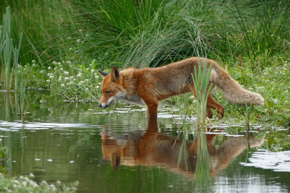 Fox gd148dc245 1920