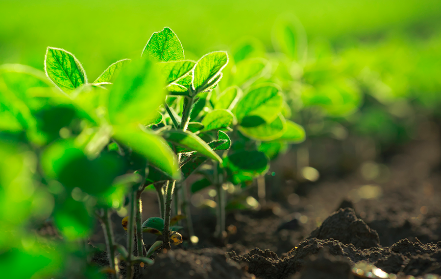 Corn wheat soybeans320180126 18651 1aawqt9