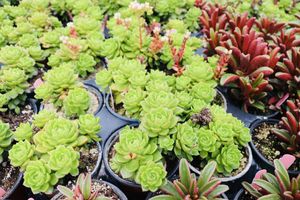 Assortedsucculent4