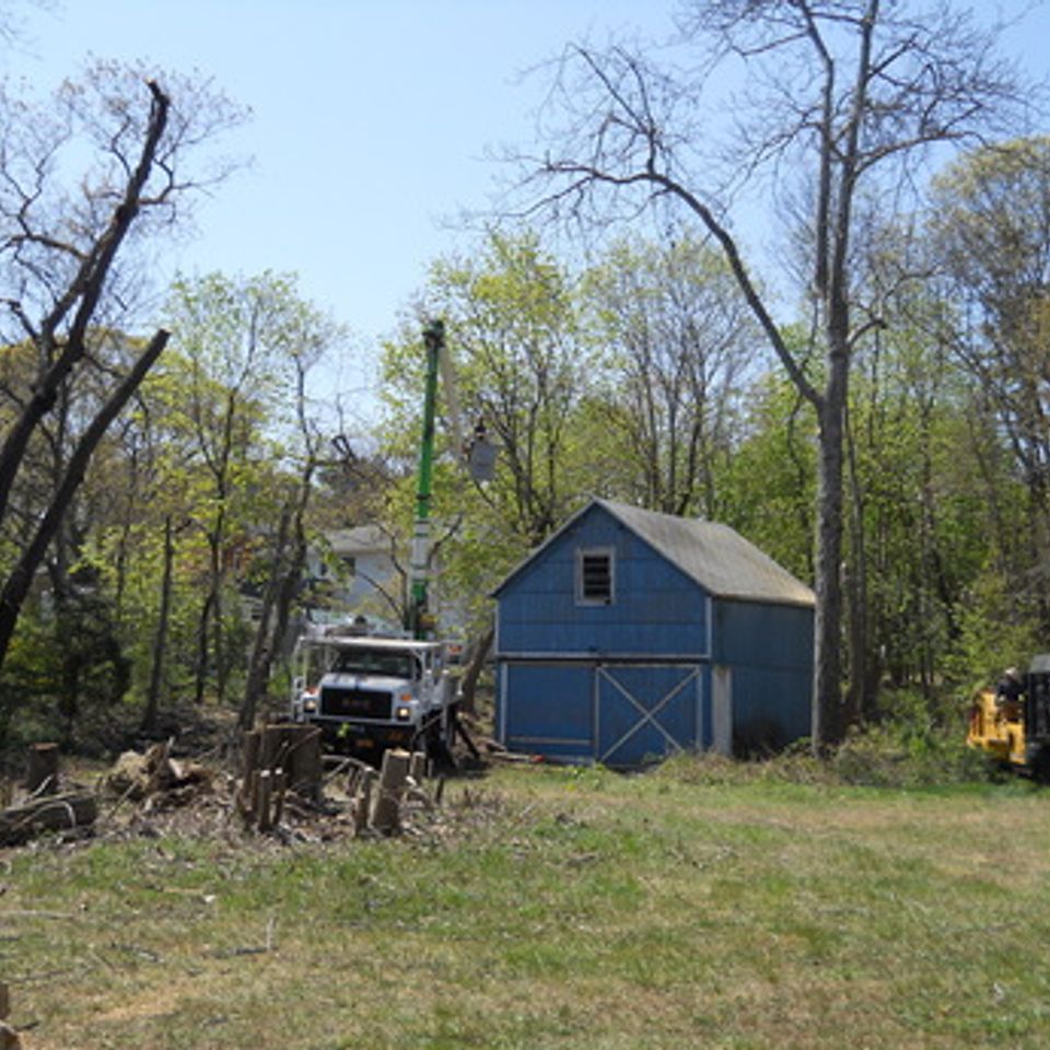South shore tree 007