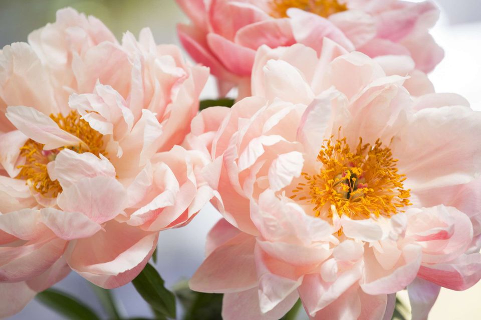 Peonies