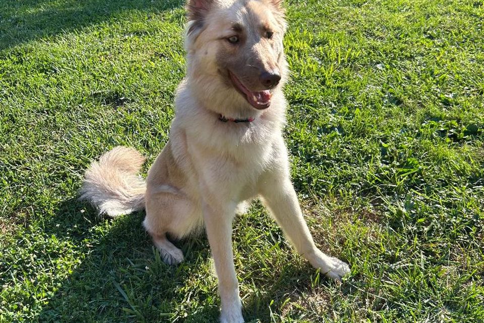 Tan dog