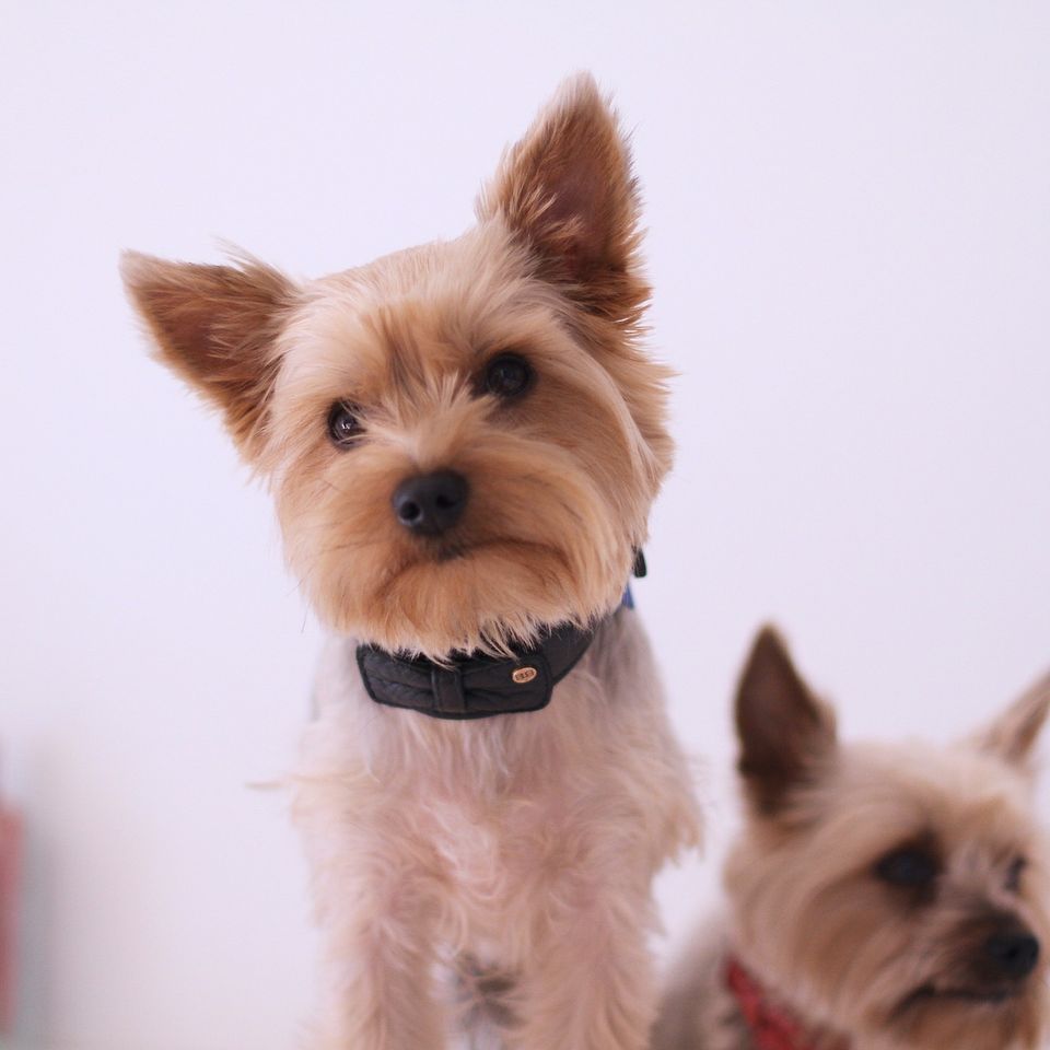 Dog gbbfdbd69f 1920