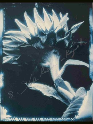 Male sunflower  1997  color print from a unique polaroid film