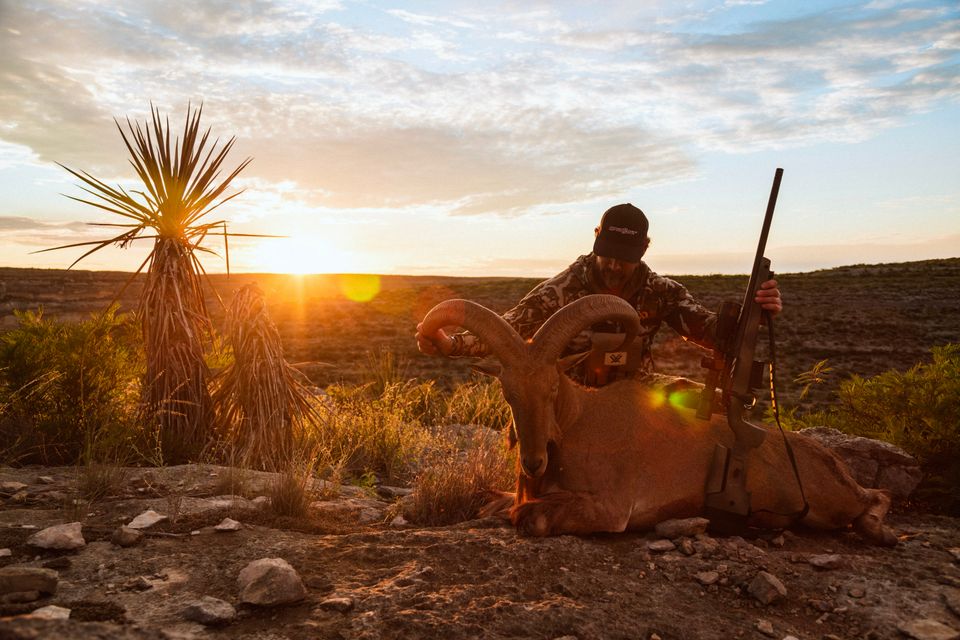 Tx.aoudad batch.01 28