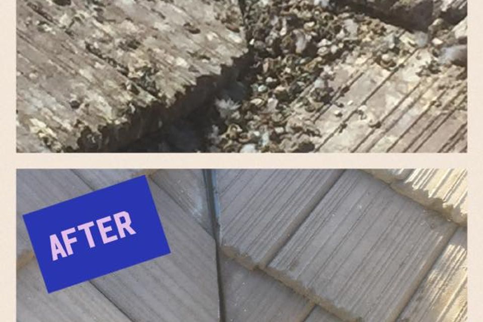 Before after pigeons 3