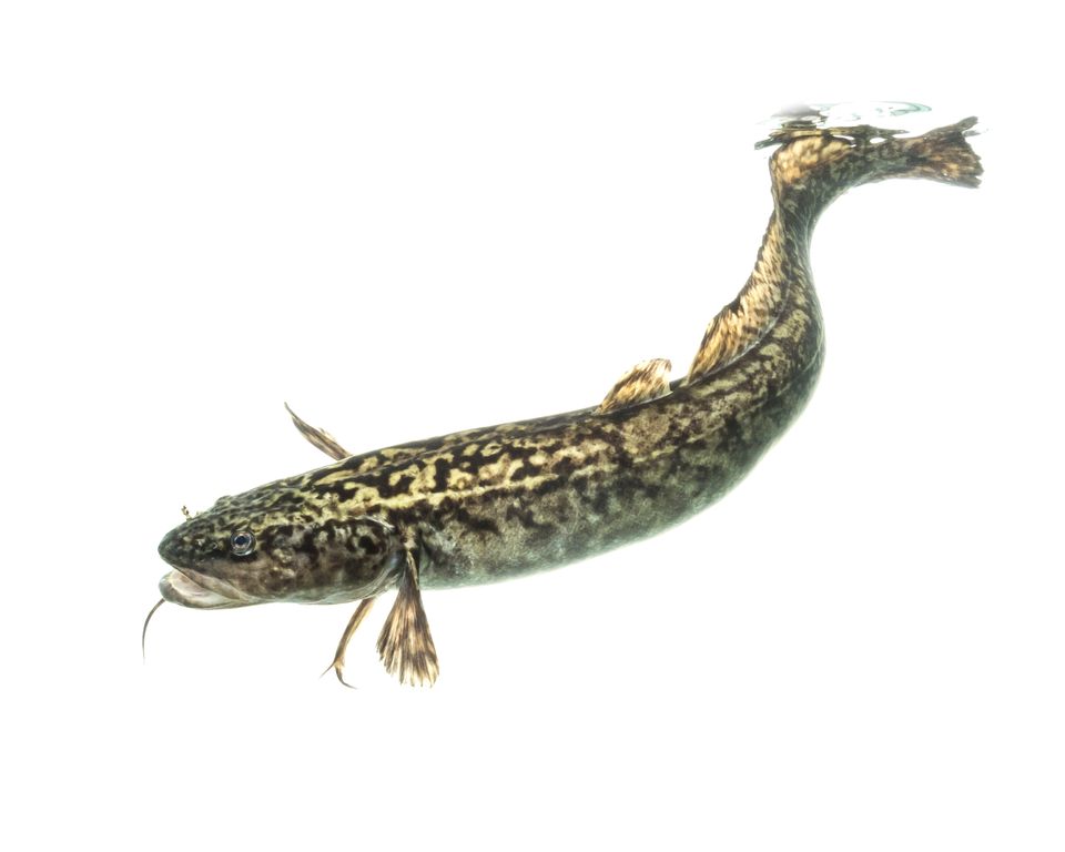 Burbot sam stukel 2020 3