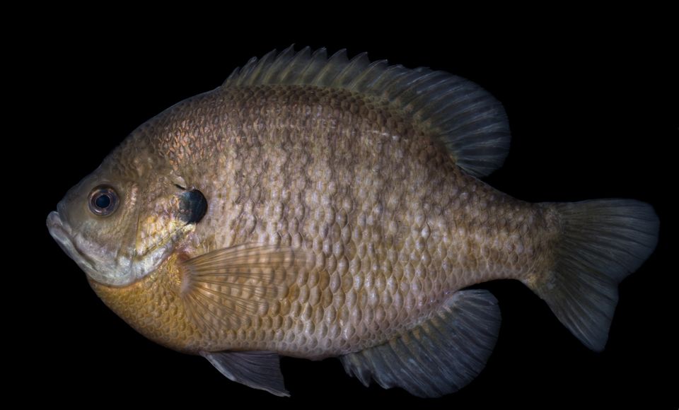 Bluegill sam stukel feb 2022 1