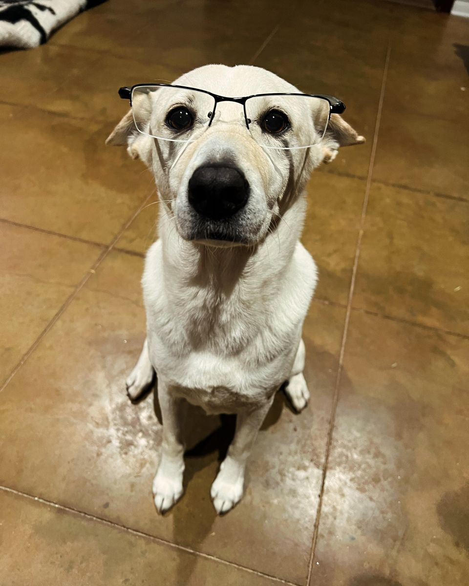 Why choose coastal bend canine college
