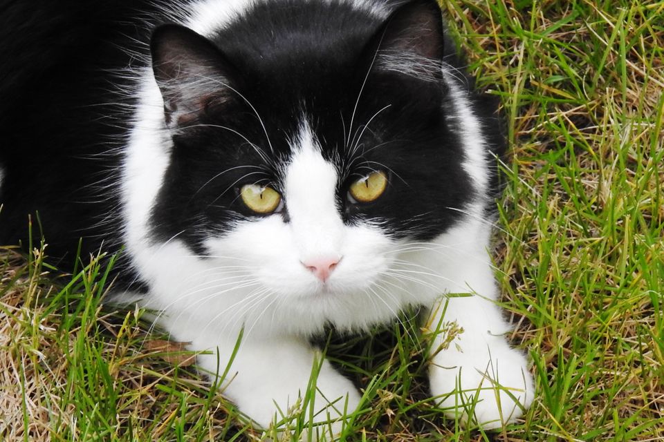 Popeyecat