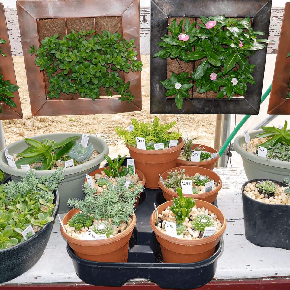 houseplants at Maytown Gardens