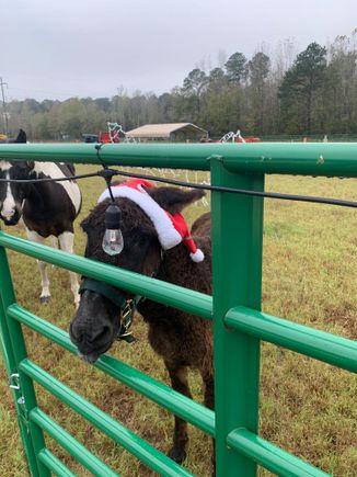 Donkey xmas hat