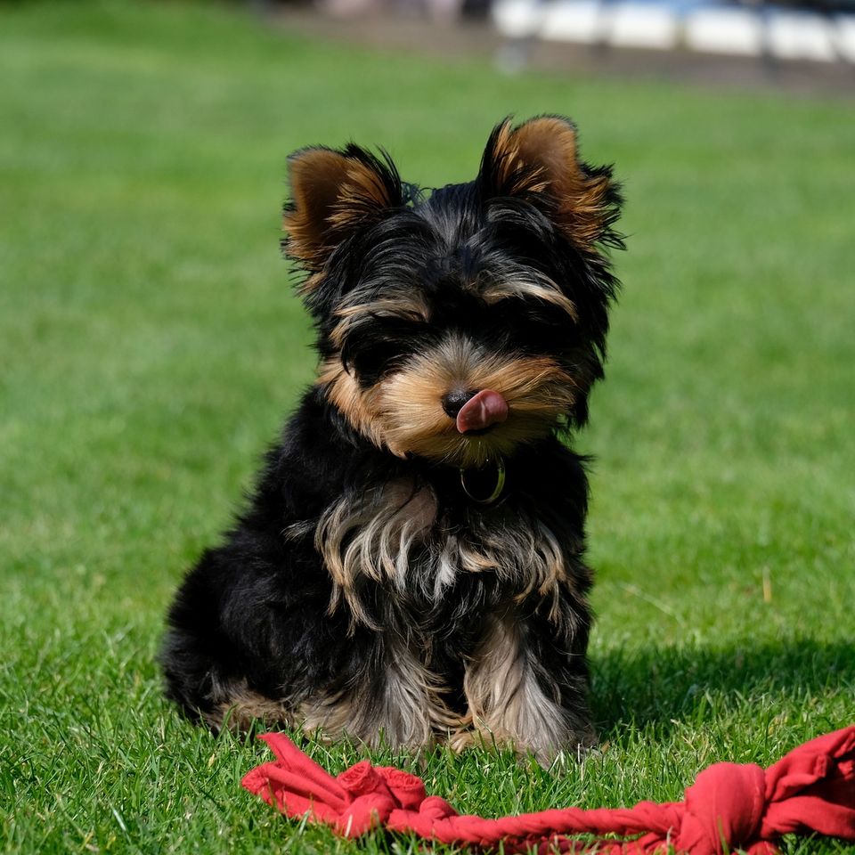 Puppy g2606f8382 1920