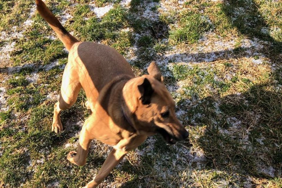 1 dog running