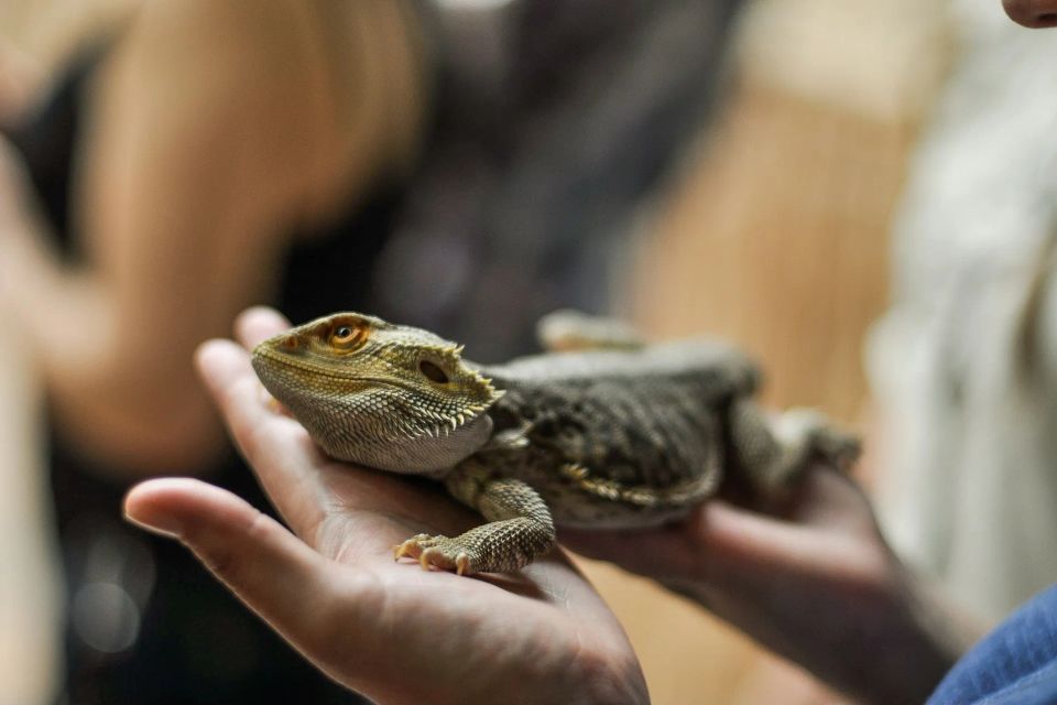 Mobile Petting Zoo reptiles photo opportunities