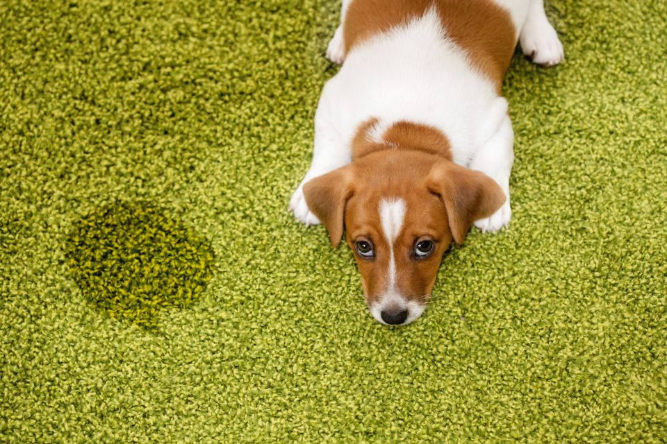 Best tampa carpet cleaners pet stain odor removal e1534429357109