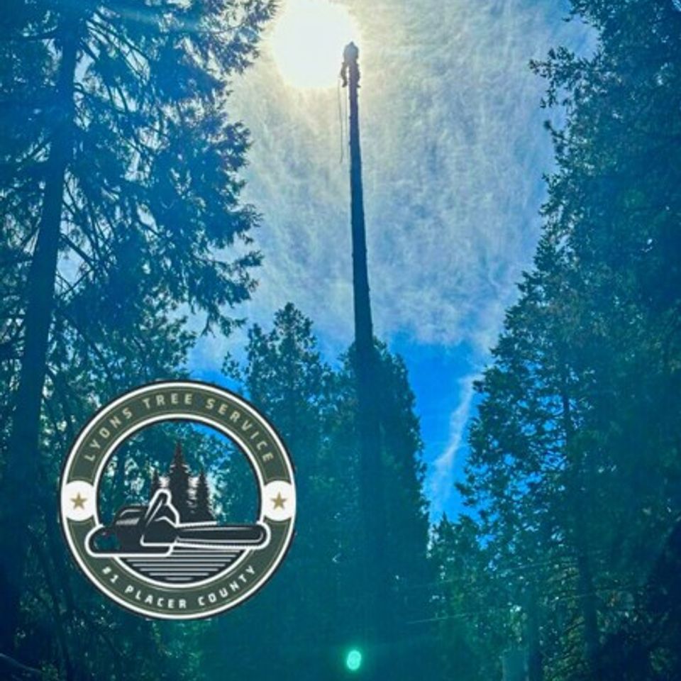 Tree service grass valley 