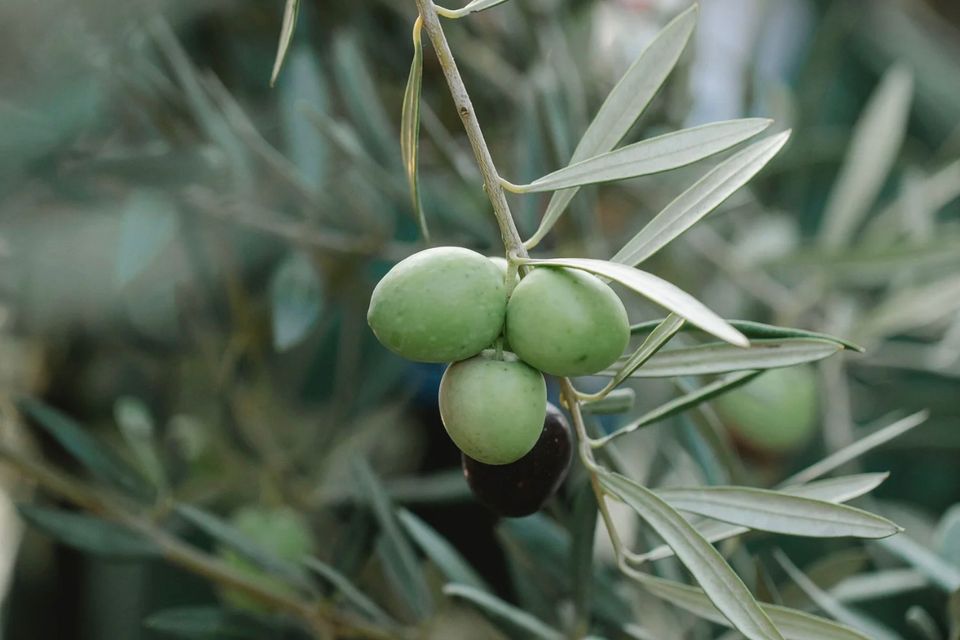 Why olive oil is so beneficial for the skin