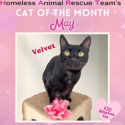 May cat of the month midnight (4)